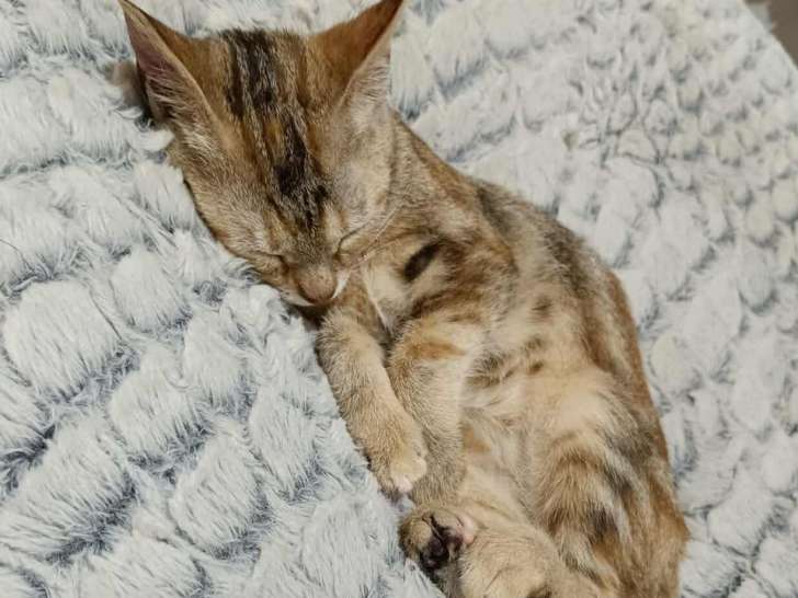 Chaton femelle beige de 3 mois en attente d'adoption
