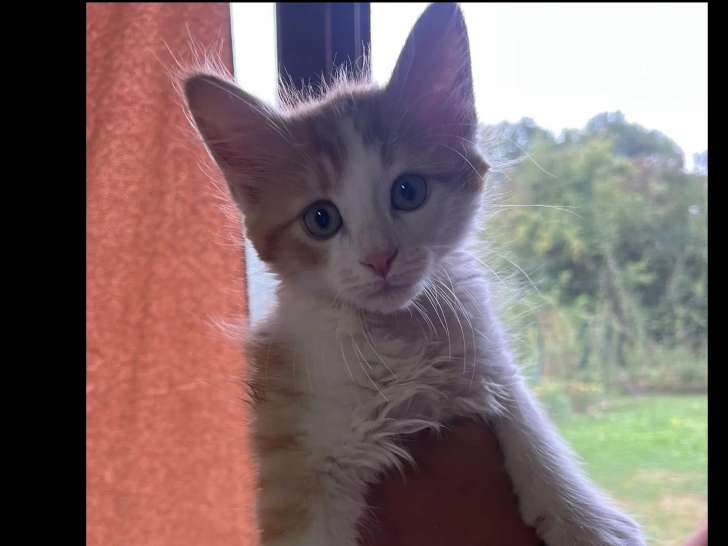 Chaton mâle roux et blanc prêt pour l’adoption