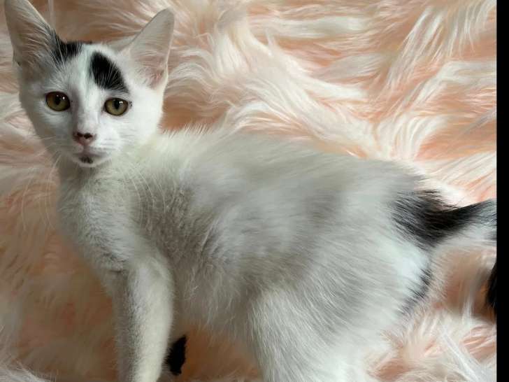 Chaton mâle blanc avec marque noire à accueillir