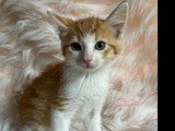Chaton mâle roux et blanc en quête d'un foyer