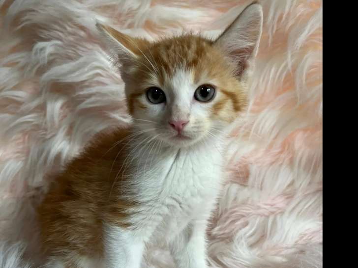 Chaton mâle roux et blanc en quête d'un foyer