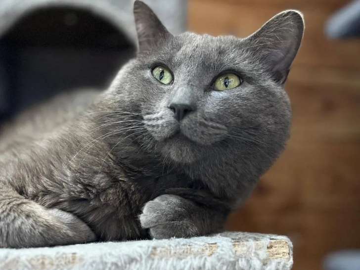 Adoption disponible : chat de couleur grise