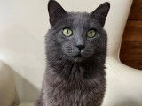 Adoption disponible : chat de couleur grise