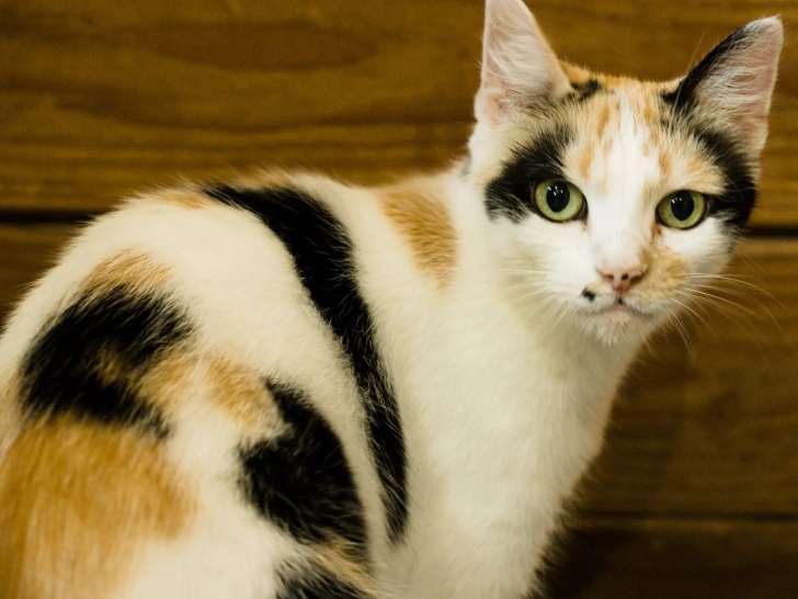 Chatte de 3 ans à la recherche d'un foyer