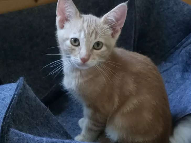 À adopter, chaton mâle au pelage roux