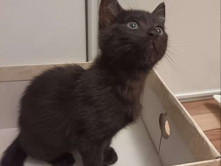 Disponible à l'adoption, chaton femelle noire