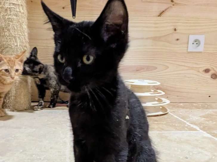 En attente d'adoption, chaton mâle âgé de 2 mois