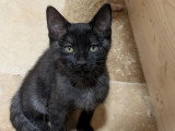 Prêt pour l’adoption, chaton mâle de 2 mois