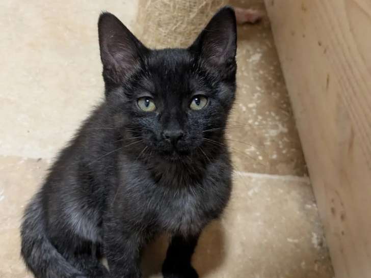 Prêt pour l’adoption, chaton mâle de 2 mois