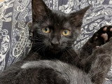 Prêt pour l’adoption, chaton mâle de 2 mois