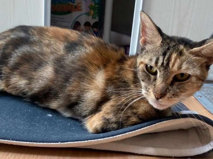 À accueillir, chatte tricolore