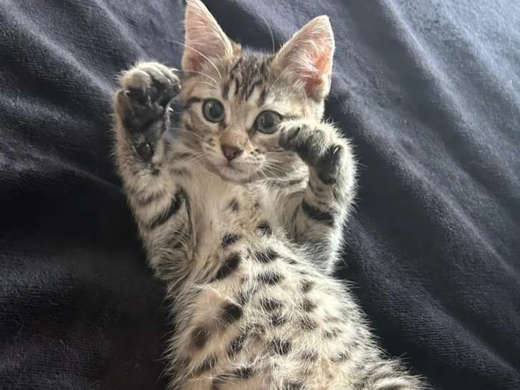 En quête d'un foyer, chaton mâle tigré