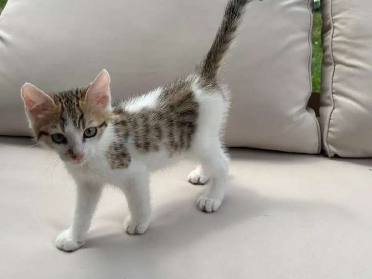 Adoption disponible : chaton femelle tigré blanc