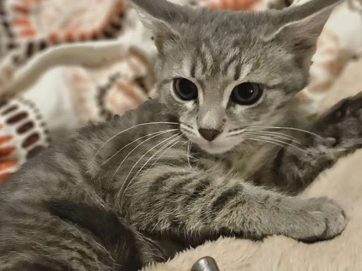 À la recherche d'une famille, chaton femelle de 4 mois