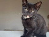À adopter : chaton femelle de 3 mois