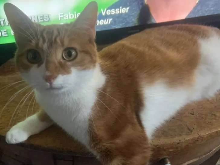 Disponible à l'adoption : chatte rousse et blanche