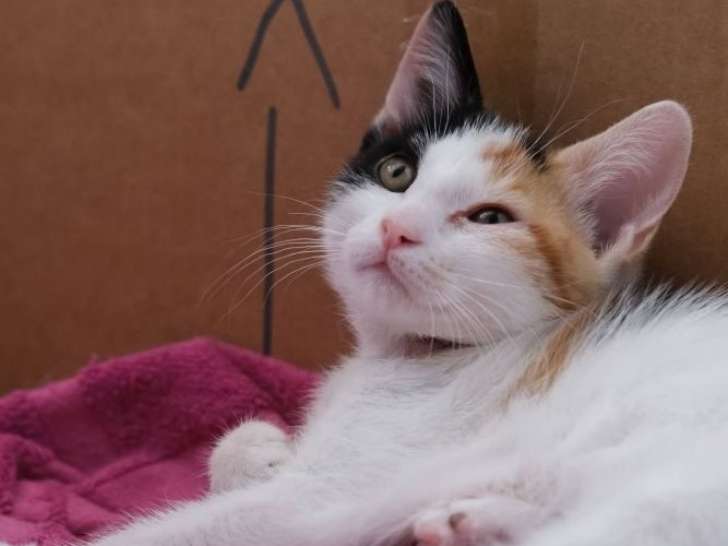 Aïka, chatonne tricolore à adopter