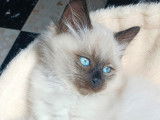 Chaton Sibérien neva masquerade LOOF à vendre
