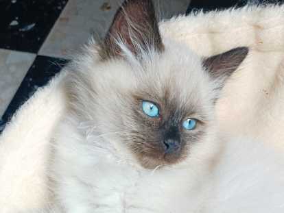 Chaton Sibérien neva masquerade LOOF à vendre