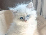 Chaton Sibérien neva masquerade LOOF à vendre