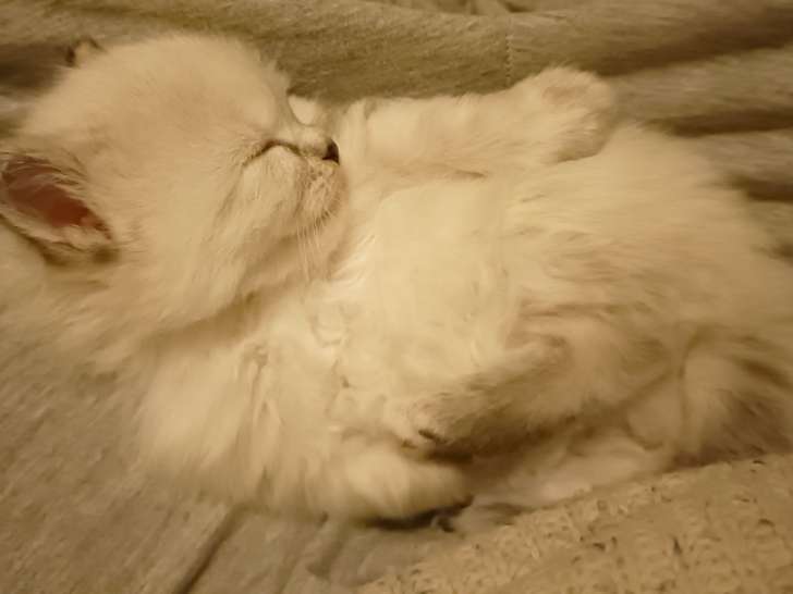 Chaton Sibérien Neva masquerade hypoallergénique LOOF à adopter