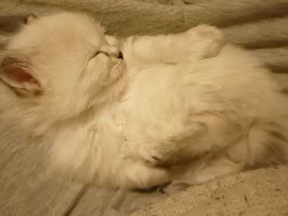 Chaton Sibérien Neva masquerade hypoallergénique LOOF à adopter