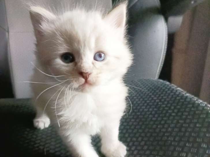 Chatons Sibériens Neva LOOF à adopter - nés en Octobre 2025