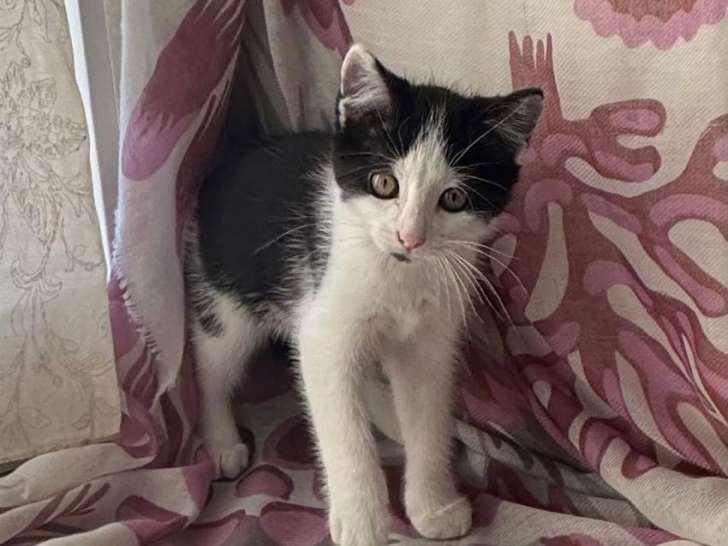 Alpi, chatonne noir et blanc à adopter