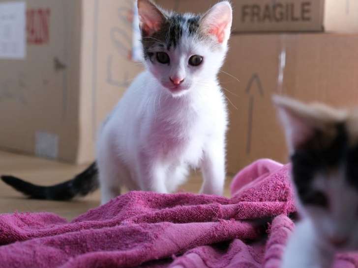 Abou, chaton à adopter