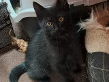 En attente d’adoption : chaton mâle noir