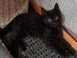 En attente d’adoption : chaton mâle noir