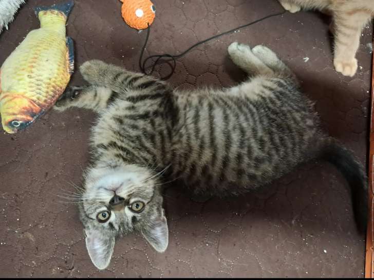 Prêt pour l’adoption : chatonne tigrée