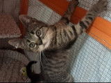 Prêt pour l’adoption : chatonne tigrée