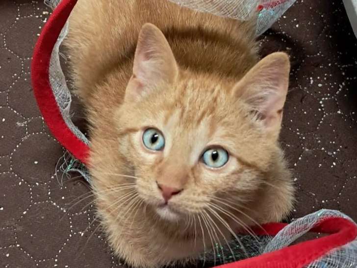 En attente d'un foyer : chaton mâle tigré roux