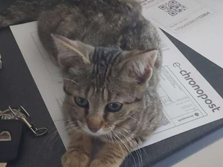 À accueillir : chatonne de 3 mois