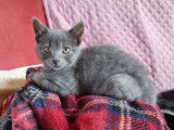 En quête d'un foyer : chaton mâle gris