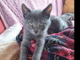 En quête d'un foyer : chaton mâle gris