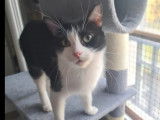 Adoption disponible : chaton femelle de 11 mois