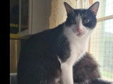Adoption disponible : chaton femelle de 11 mois
