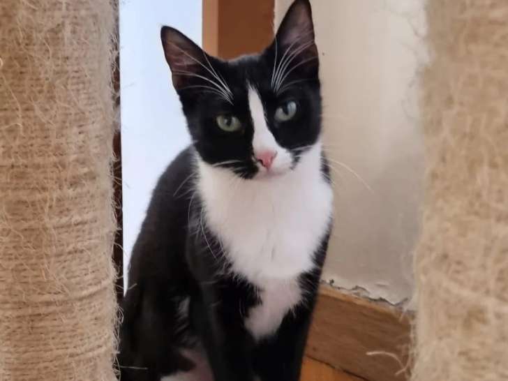 Chaton femelle noir et blanc à adopter