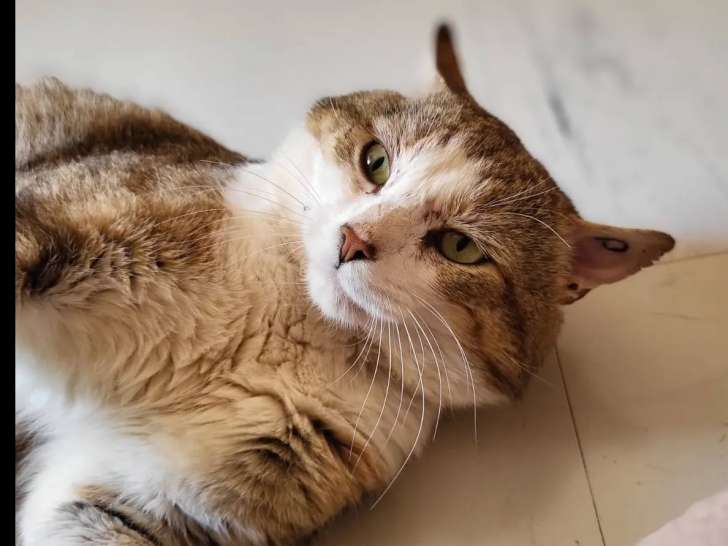 Chat âgé de 3 ans disponible à l'adoption