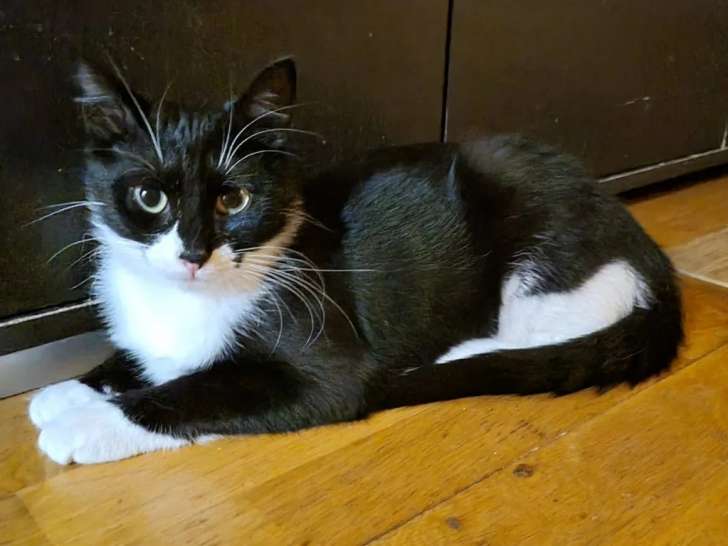 Chaton femelle de 10 mois en attente d'adoption