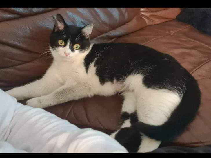Chatonne de 10 mois prêt pour l'adoption