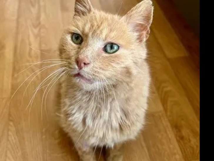 Chat roux en attente d'une famille