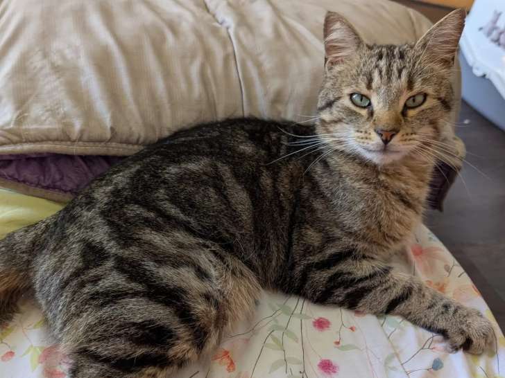 Chat âgé de 3 ans à accueillir
