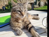 Chat âgé de 3 ans à accueillir