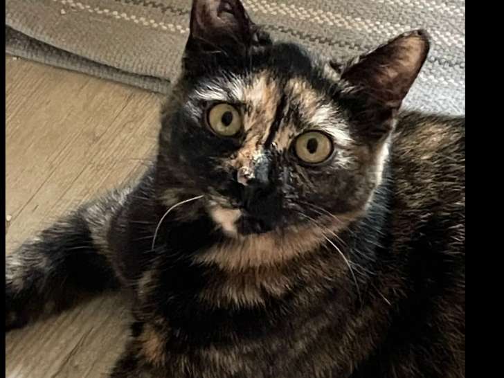 Chatte d'un an en quête d'un foyer