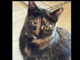 Chatte d'un an en quête d'un foyer