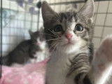Adoption disponible : chaton mâle tigré blanc
