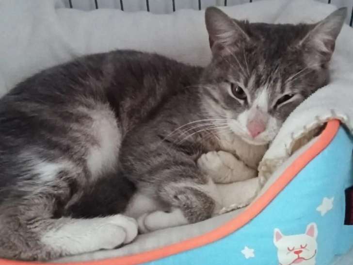 Chaton mâle de 6 mois à la recherche d’une famille